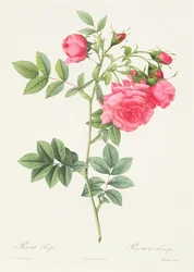 Rosa Pimpinellifolia Flore Variegato